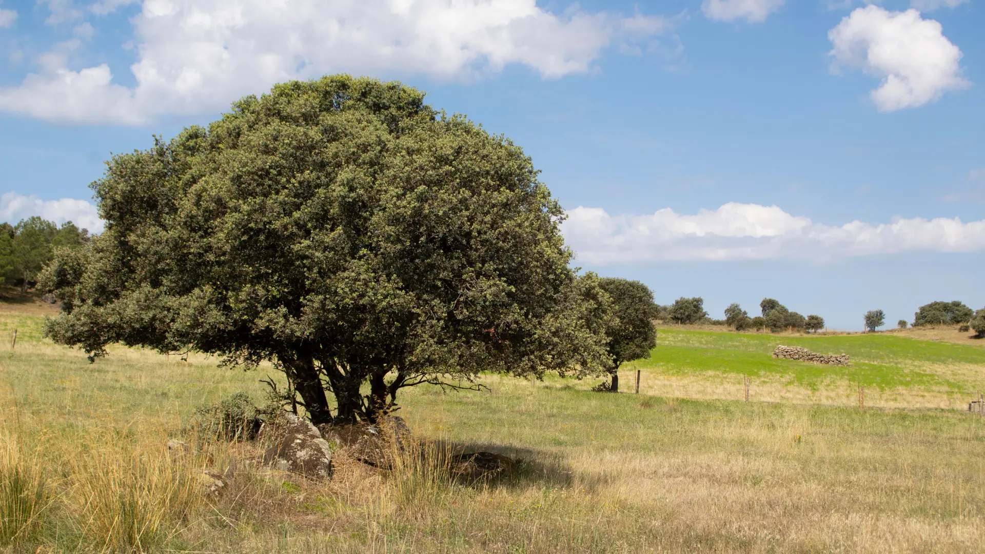 Encina en el monte.